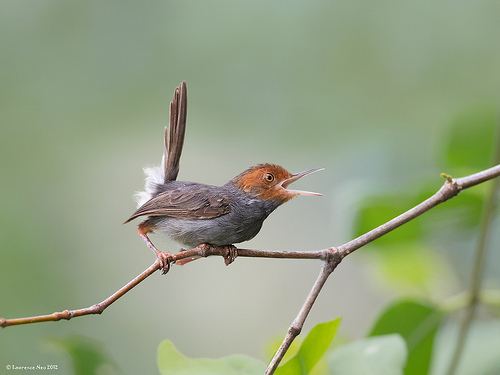 Ashy tailorbird Flickriver Photoset 39Tailarbird Ashy39 by LawrenceNeo