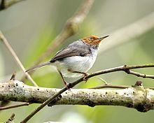 Ashy tailorbird httpsuploadwikimediaorgwikipediacommonsthu