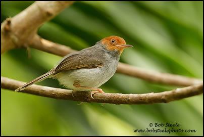 Ashy tailorbird Ashy Tailorbird Orthotomus ruficeps