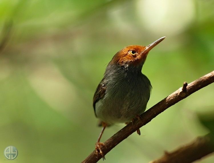 Ashy tailorbird Ashy Tailorbird by Edwin Yasis Digital Photographer