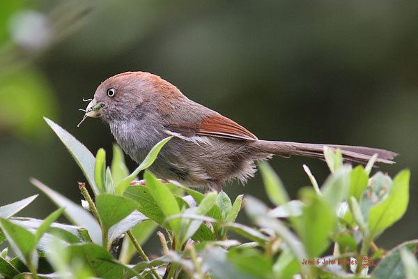 Ashy-throated parrotbill Oriental Bird Club Image Database Ashythroated Parrotbill