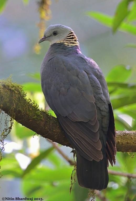 Ashy wood pigeon 1000 ideas about Wood Pigeon on Pinterest Pigeon Tumbler pigeons