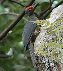 Ashy woodpecker httpsuploadwikimediaorgwikipediacommonsthu