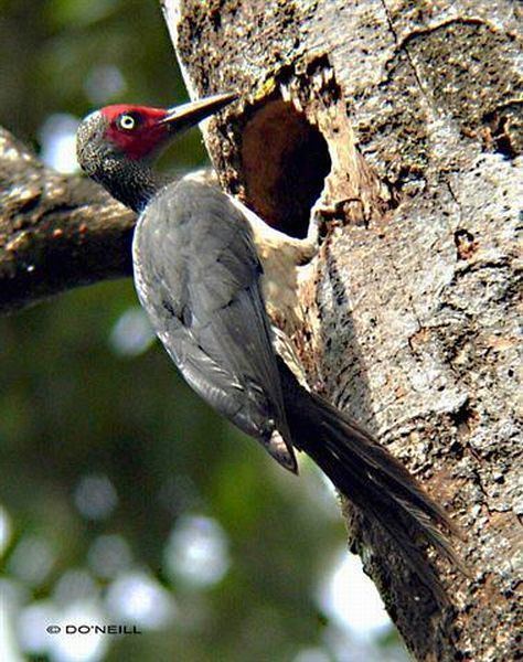 Ashy woodpecker Oriental Bird Club Image Database Ashy Woodpecker Mulleripicus