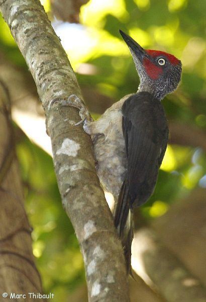 Ashy woodpecker Oriental Bird Club Image Database Photographers