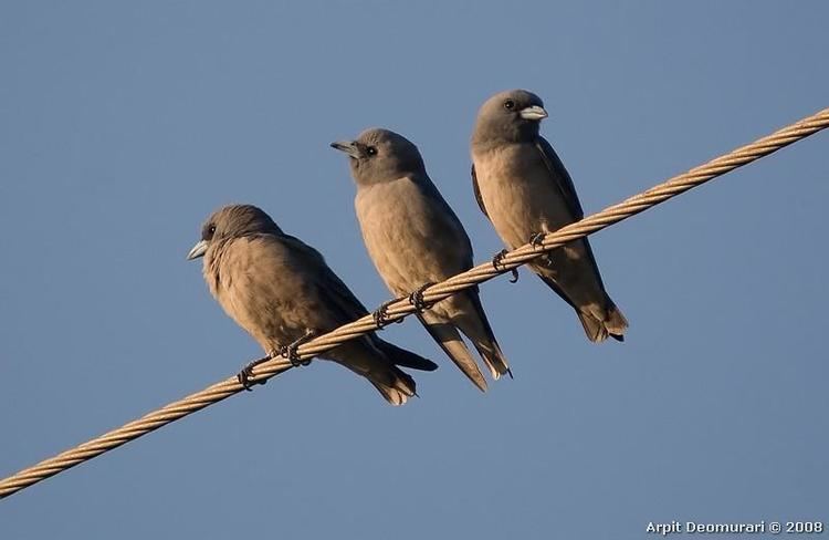 Ashy woodswallow Ashy Woodswallow Artamus fuscus videos photos and sound