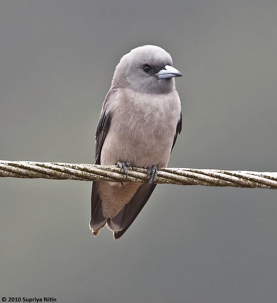 Ashy woodswallow Oriental Bird Club Image Database Ashy Woodswallow Artamus fuscus