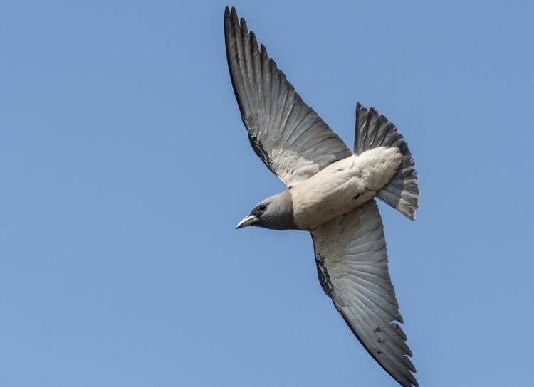 Ashy woodswallow Ashy Woodswallow Artamus fuscus videos photos and sound