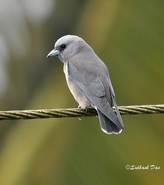 Ashy woodswallow Oriental Bird Club Image Database Ashy Woodswallow Artamus fuscus