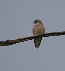 Ashy woodswallow Ashy woodswallow Wikipedia