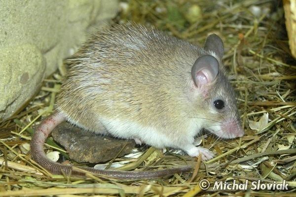Asia Minor spiny mouse Image Acomys cilicicus Asia Minor Spiny Mouse BioLibcz
