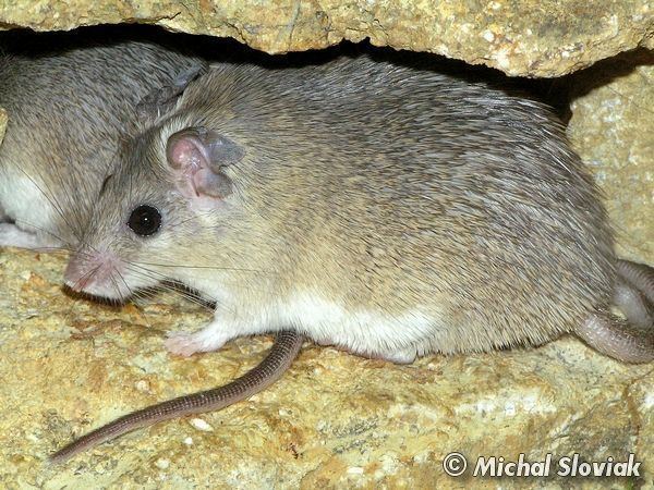 Asia Minor spiny mouse Image Acomys cilicicus Asia Minor Spiny Mouse BioLibcz