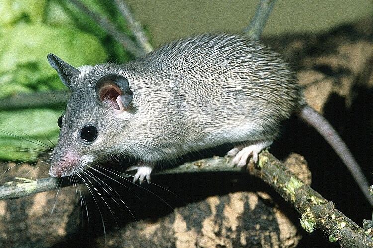 Asia Minor spiny mouse Image Acomys cilicicus Asia Minor Spiny Mouse BioLibcz