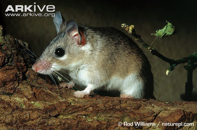 Asia Minor spiny mouse Asia Minor spiny mouse photo Acomys cilicicus G10174 ARKive