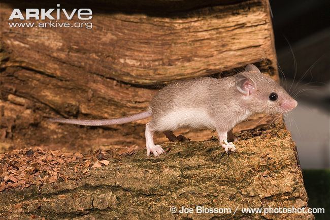 Asia Minor spiny mouse Asia Minor spiny mouse photo Acomys cilicicus G132600 ARKive