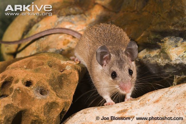 Asia Minor spiny mouse Asia Minor spiny mouse videos photos and facts Acomys cilicicus