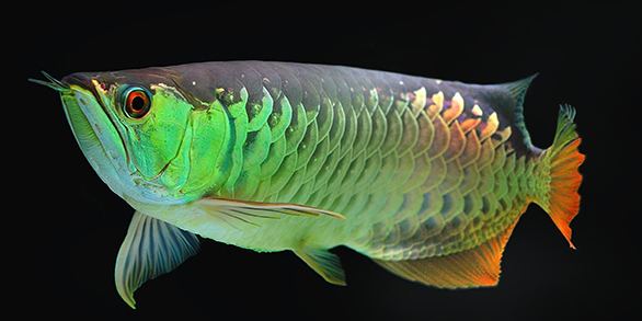 Asian arowana The Arowana Enigma ancient fish modern survival traits
