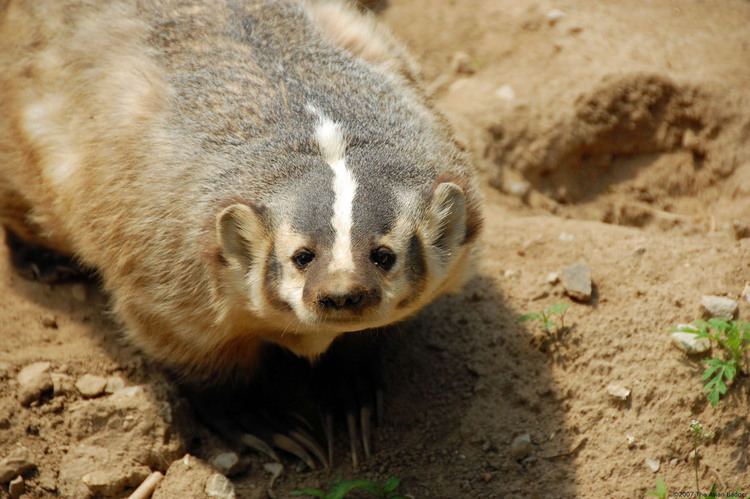 Asian badger Bucky Badger checks out The Asian Badger Gotta have a Badg Flickr