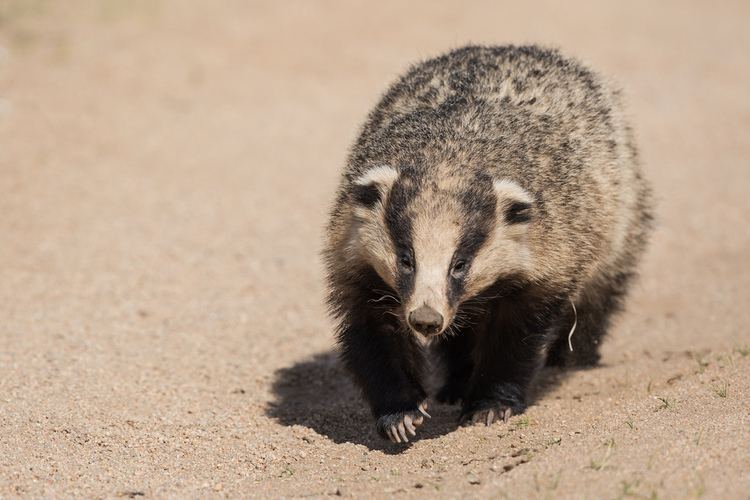 Asian badger Asian badger Meles leucurus It was a suprise to spot thi Flickr