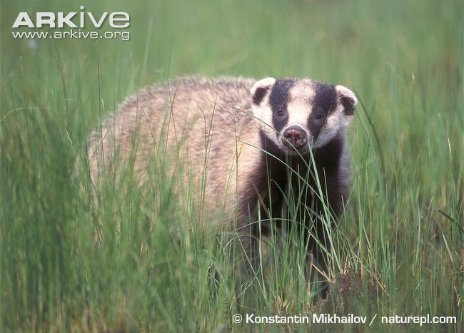 Asian badger Asian badger photo Meles leucurus G136035 ARKive