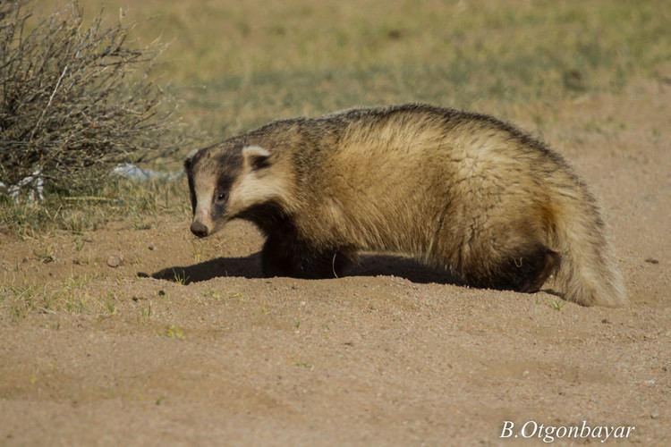 Asian badger Asian Badger Meles meles Otgonbayar Baatargal Flickr