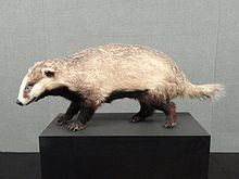 Asian badger Asian badger Wikipedia