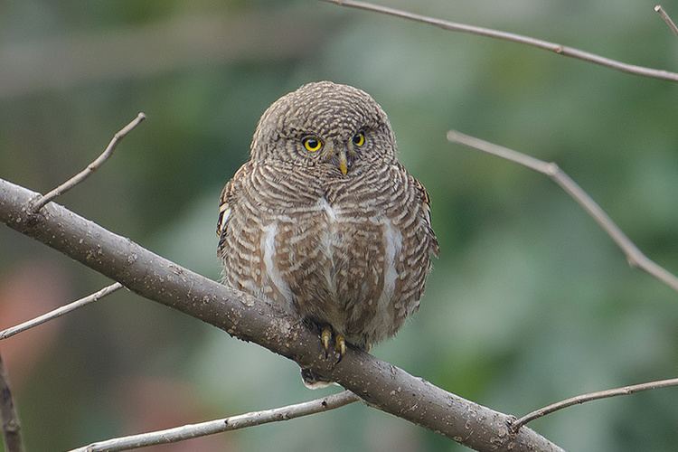 Asian barred owlet Asian Barred Owlet Glaucidium cuculoides Picture 2 of 8 The