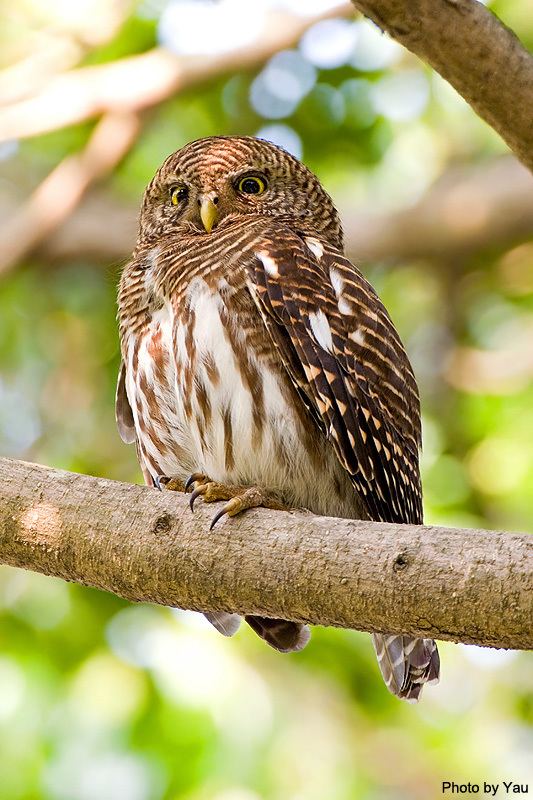 Asian barred owlet Asian Barred Owlet Glaucidium cuculoides Picture 3 of 8 The