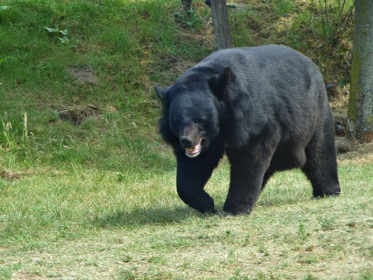 Asian black bear Asian Black Bear Pictures Diet Breeding Life Cycle Facts