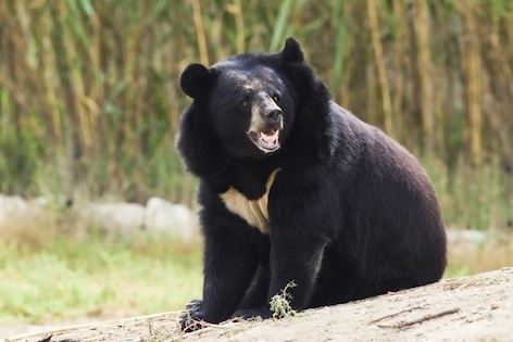Asian black bear Asian Black Bear Moon Bear Coniferous Forest