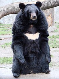 Asian black bear httpsuploadwikimediaorgwikipediacommonsthu