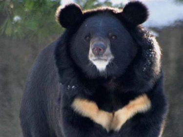 Asian black bear Asiatic Black Bears Bears Of The World