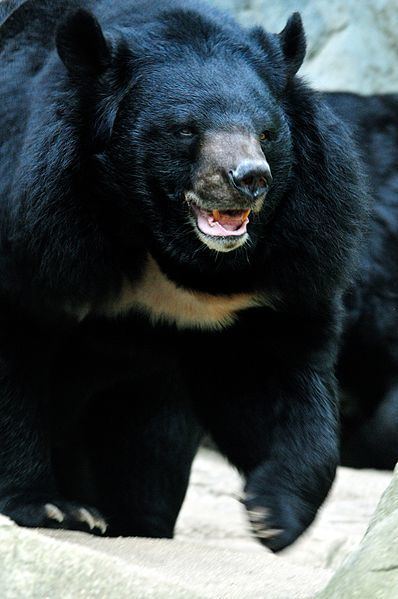 Asian black bear Asiatic Black Bear Ursus Tibetanus Animals AZ Animals