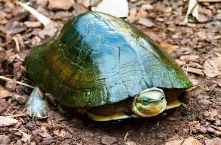 Asian box turtle Asian Box Turtles Box Turtles