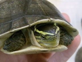 Asian box turtle rivistacdnreptilesmagazinecomimagescachecach