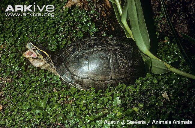 Asian box turtle South Asian box turtle videos photos and facts Cuora amboinensis
