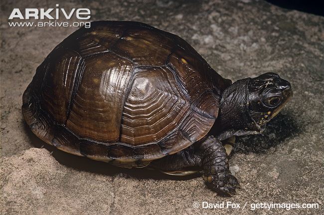 Asian box turtle South Asian box turtle photo Cuora amboinensis G24282 ARKive