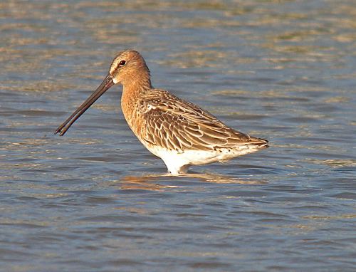 Asian dowitcher Pinterest The world39s catalog of ideas