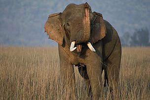 Asian elephant Asian elephants WWF