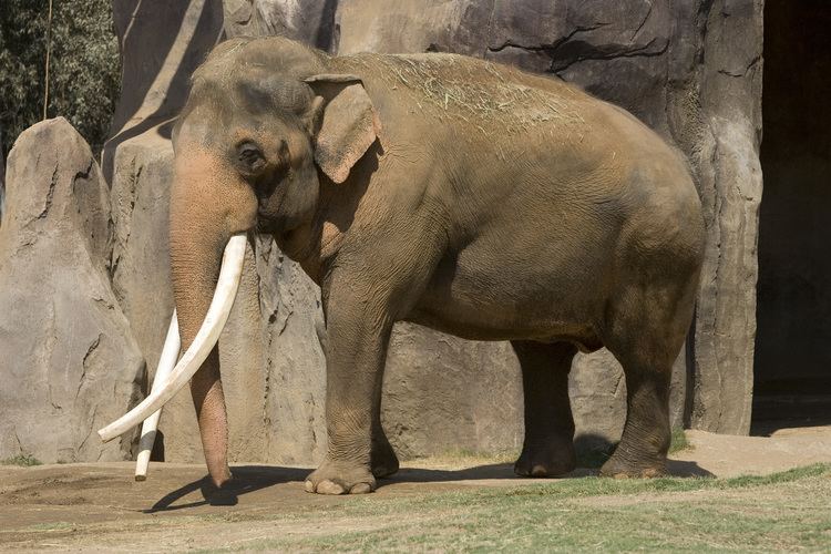 Asian elephant Asian Elephant Fact Sheet