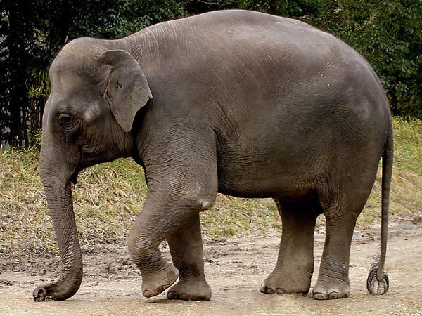 Asian elephant Asian Elephant Indian ElephantEndangered animals listOur