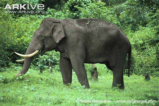 Asian elephant Asian elephant videos photos and facts Elephas maximus ARKive