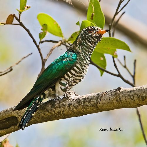 Asian emerald cuckoo Flickriver Searching for photos matching 39Asian Emerald Cuckoo39
