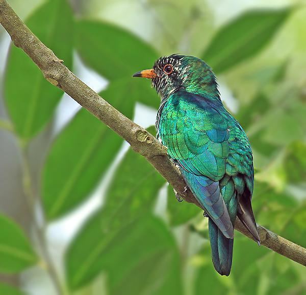 Asian emerald cuckoo Asian Emerald Cuckoo Chrysococcyx maculatus videos photos and