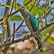 Asian emerald cuckoo httpsuploadwikimediaorgwikipediacommonsthu