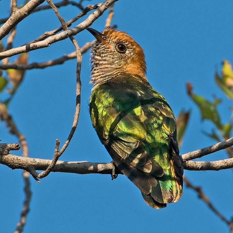 Asian emerald cuckoo Asian emerald cuckoo Simple English Wikipedia the free encyclopedia