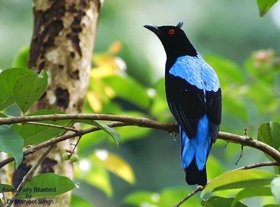 Asian fairy-bluebird Asian Fairybluebird BirdForum Opus