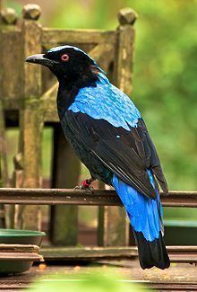Asian fairy-bluebird httpsuploadwikimediaorgwikipediacommonsthu