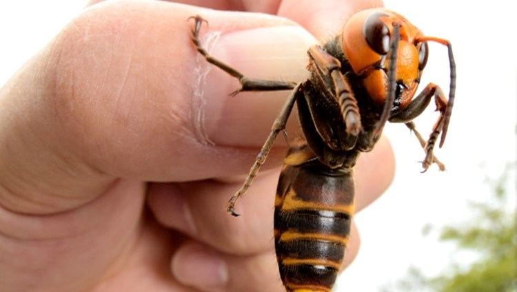 Asian giant hornet World39s Largest Hornet YouTube