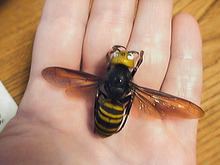 Asian giant hornet httpsuploadwikimediaorgwikipediacommonsthu